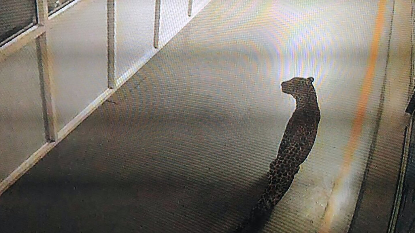 Leopard Caught in India&#8217;s Largest Car Factory After 36-Hour Chase