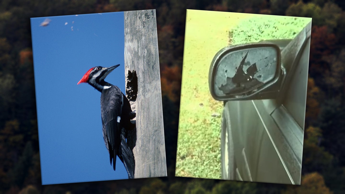 Angry Woodpecker Responsible for Rash of Car Vandalism Complaints Outside Atlanta