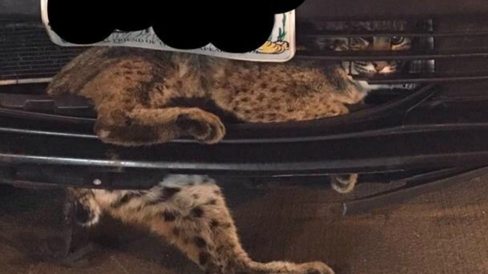 Bobcat in Virginia Takes a 50-Mile Ride Stuck in the Grille of a Prius