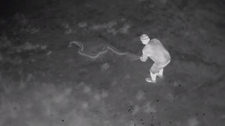 Drones are Helping Python Hunters Find Dangerous Snakes in the Everglades