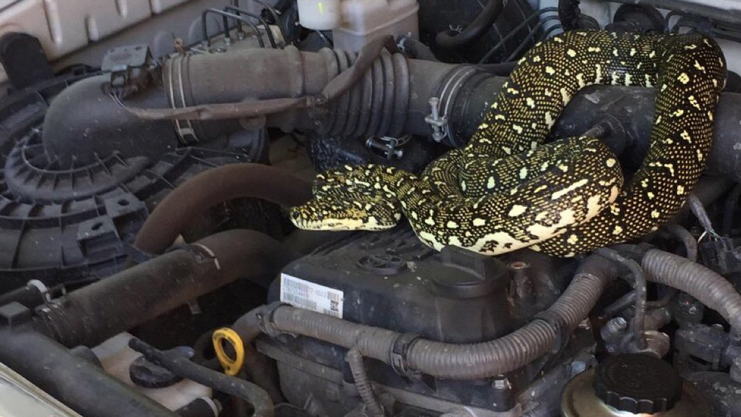 Shocked Family With Car Trouble Discovers a Python Hiding Under the Hood