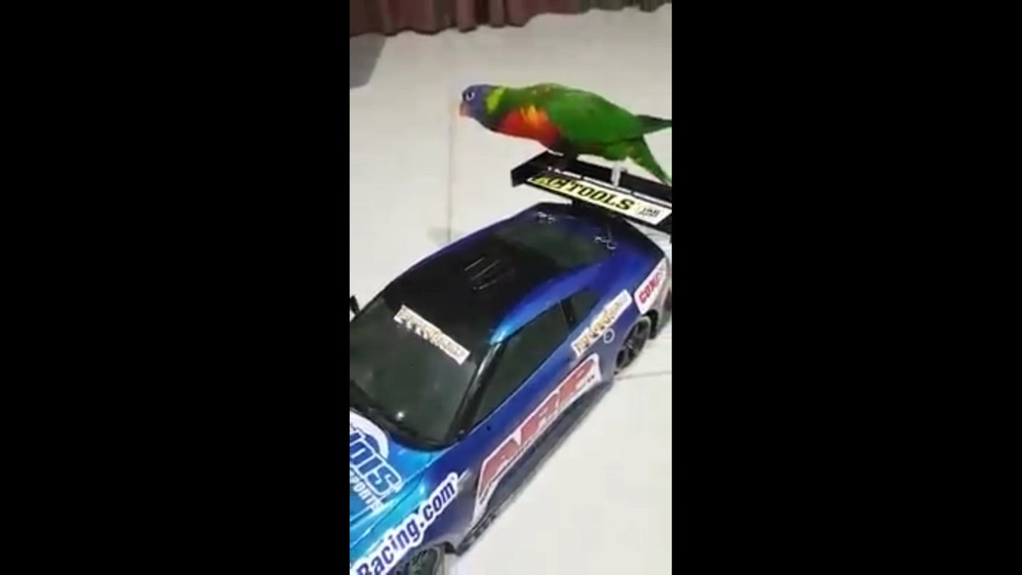 Watch This Bird Take the Ride of His Life