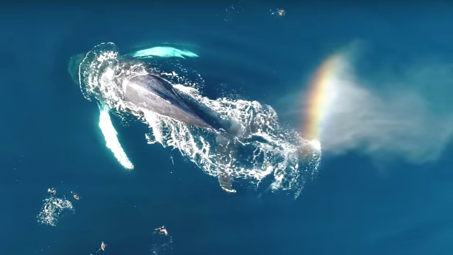 Watch This Humpback Whale Create a Rainbow as It Dives Through a School of Fish