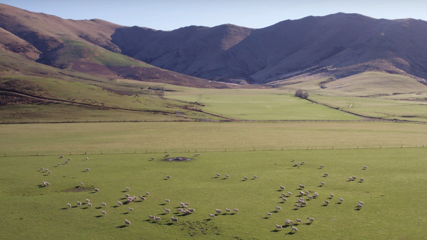 Watch This Drone Herd Sheep Singlehandedly in New Zealand