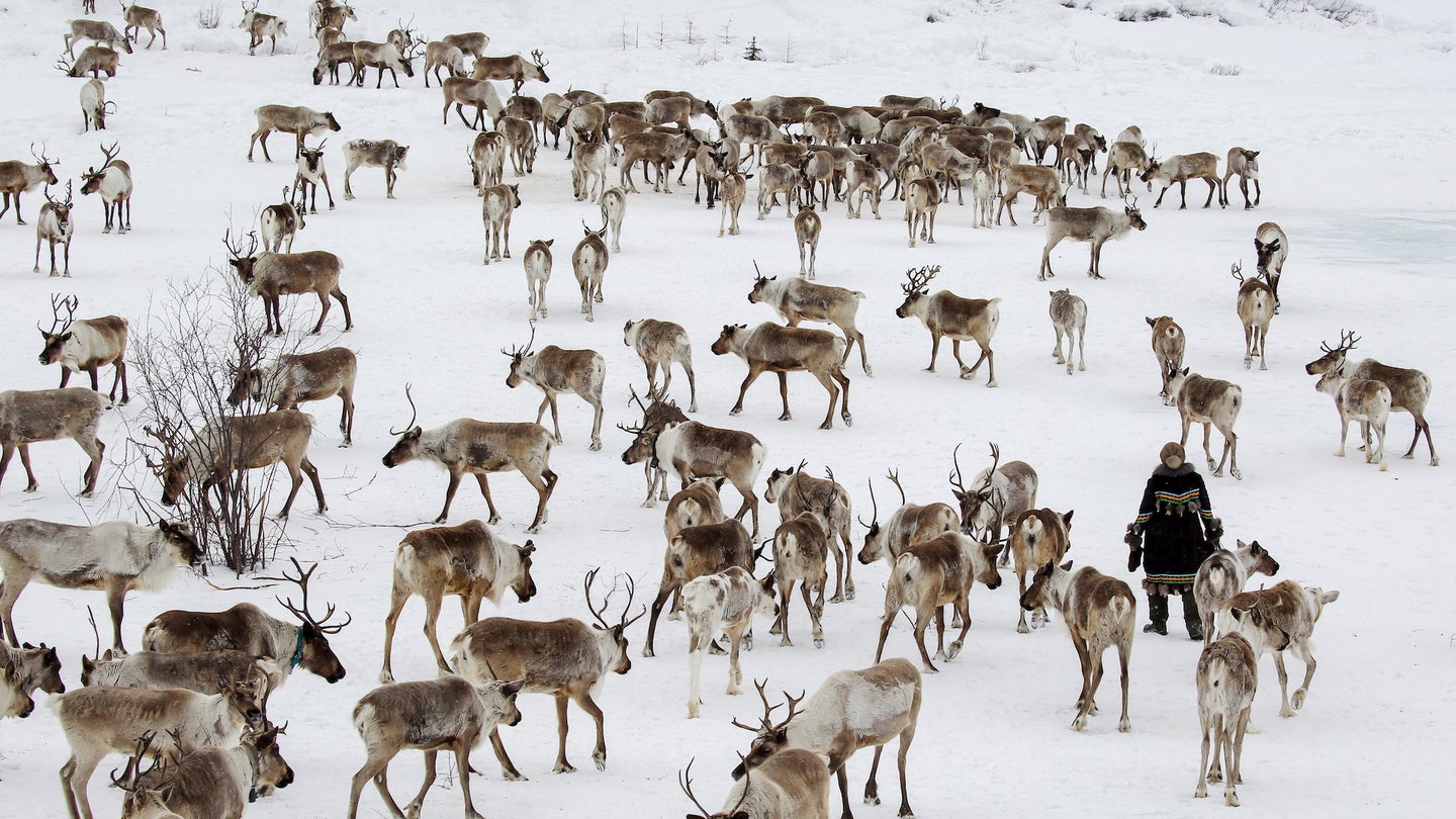 Computer Vision-Infused Drones Reveal Caribou Migration Patterns