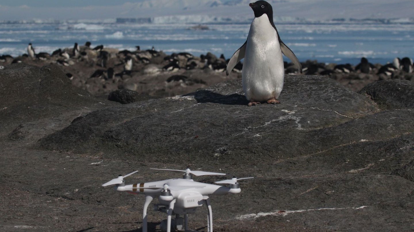 Drone Finds Supercolony of 1.5M Penguins in Antarctica