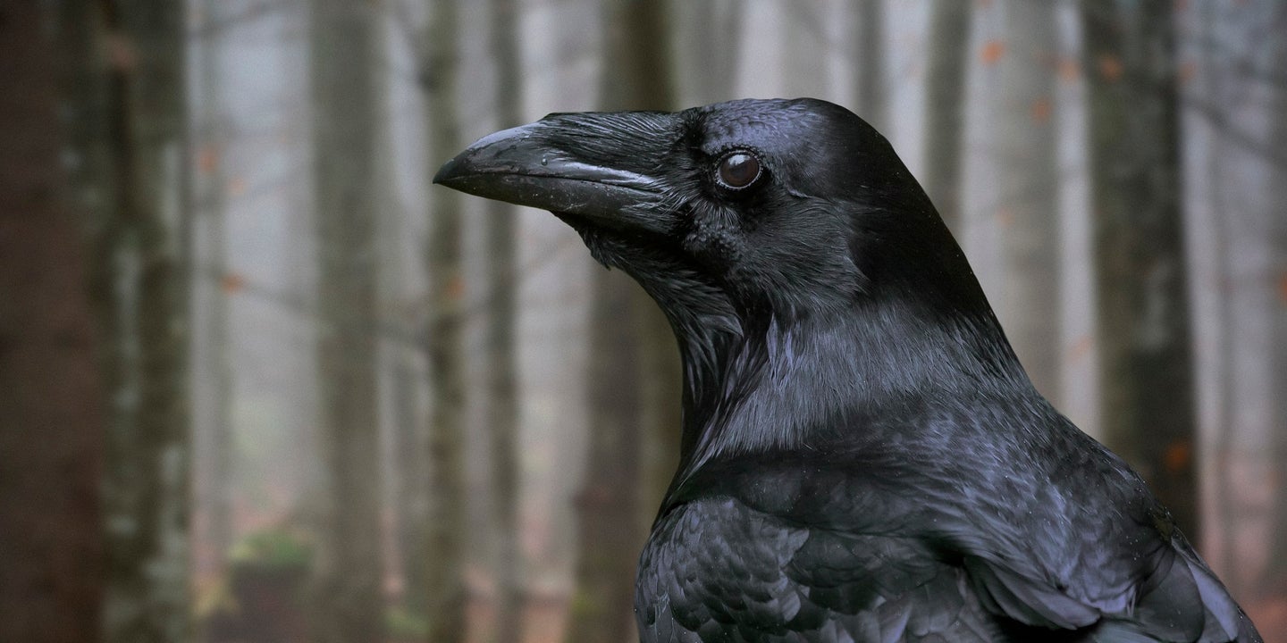 Two Crows Vandalize Woman&#8217;s Car Every Day for Three Years