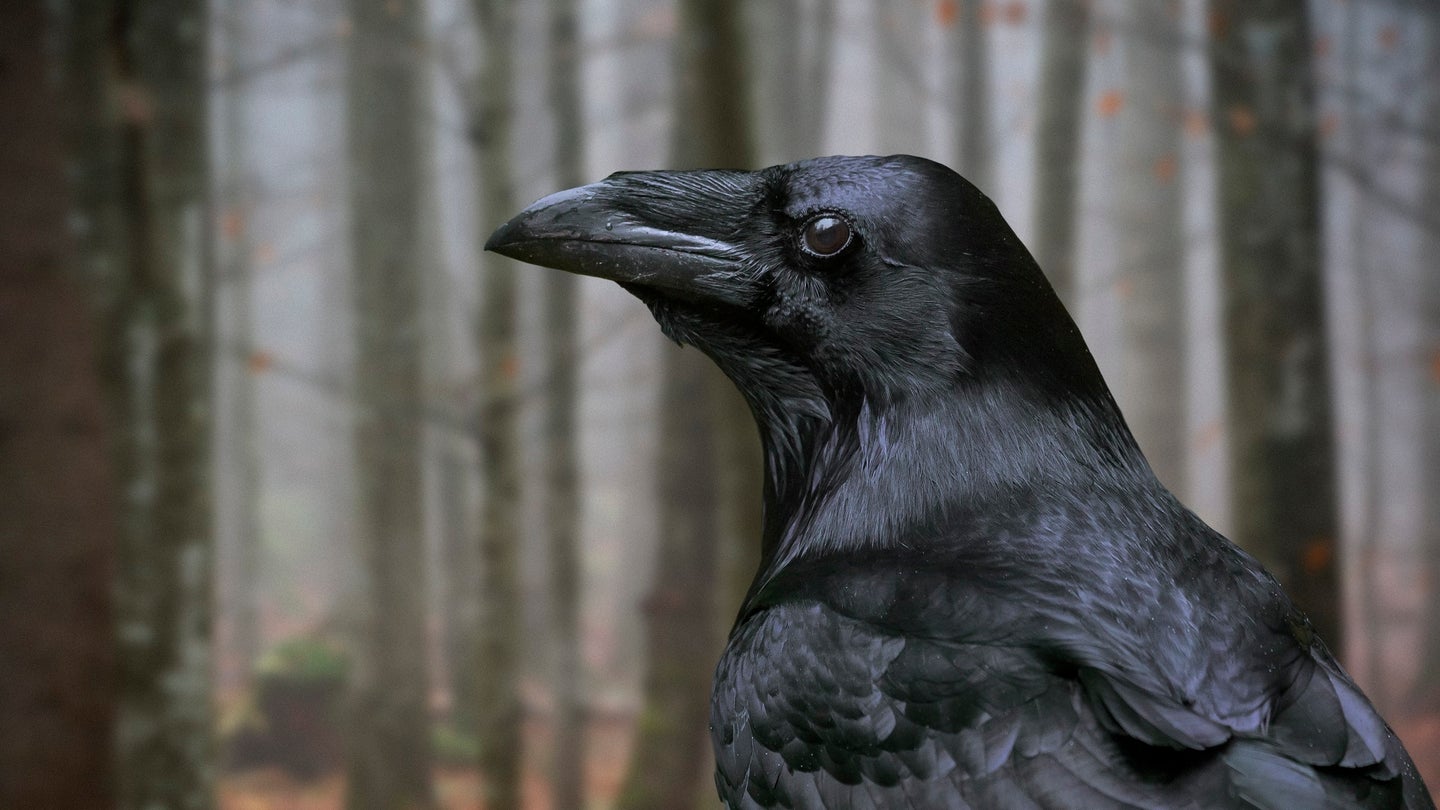 Two Crows Vandalize Woman’s Car Every Day for Three Years
