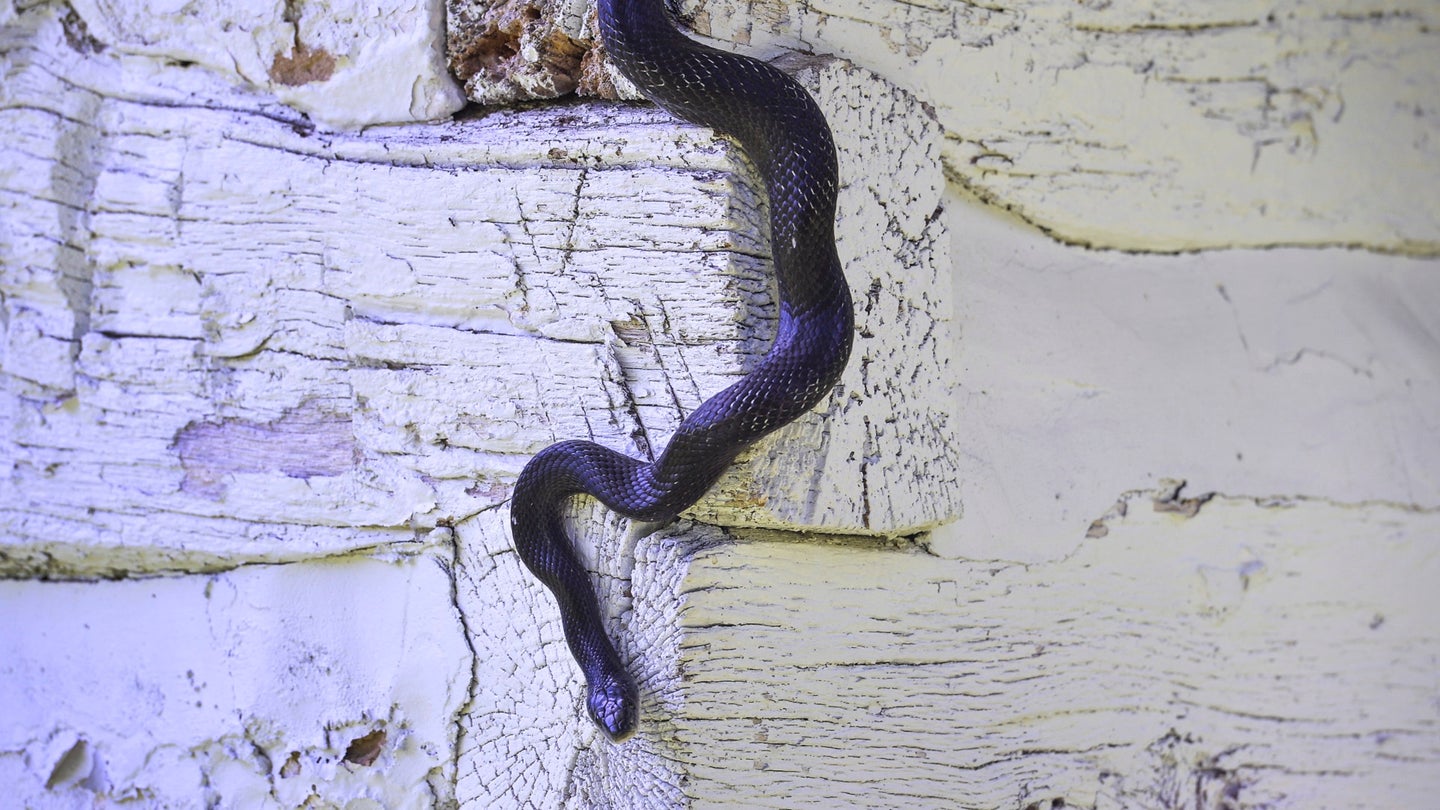 MYERSVILLE, MD - MAY 26: A black rat snake makes his way out of
