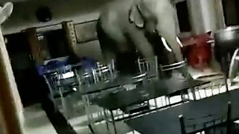 There Was Literally An Elephant In The Room At This Indian Military Installation
