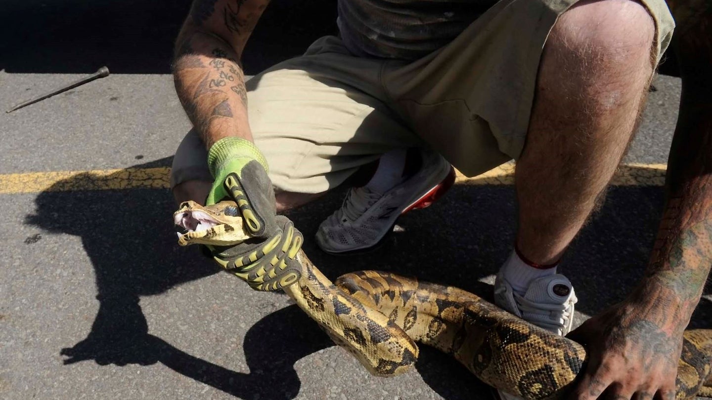 Boa Constrictor Found Under Hood of Car in Massachusetts