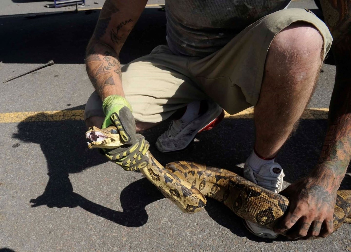 Boa Constrictor Found Under Hood of Car in Massachusetts