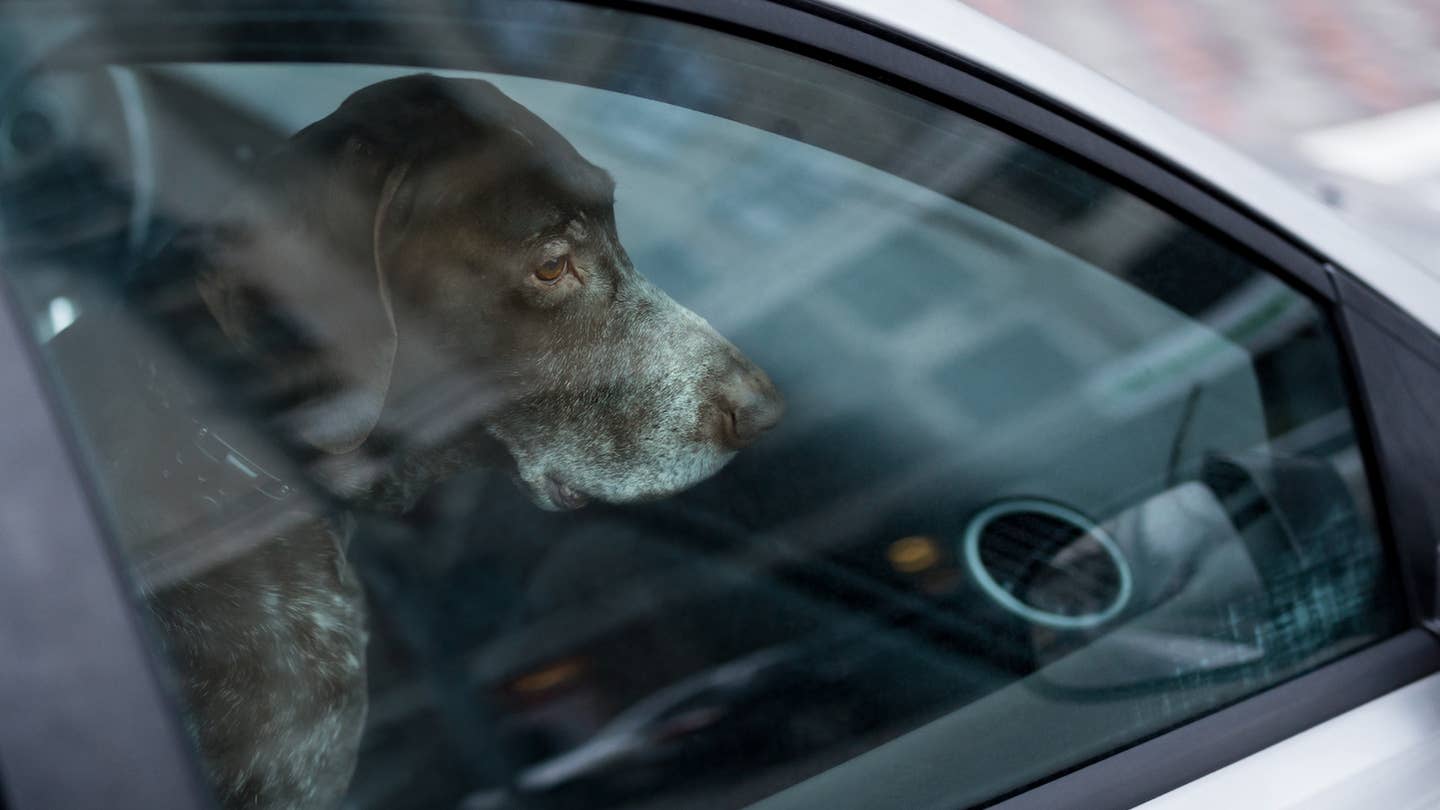 Ohio Man Smashes Car Window to Rescue Dogs, Receives Citation
