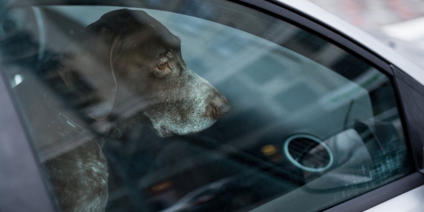 Ohio Man Smashes Car Window to Rescue Dogs, Receives Citation