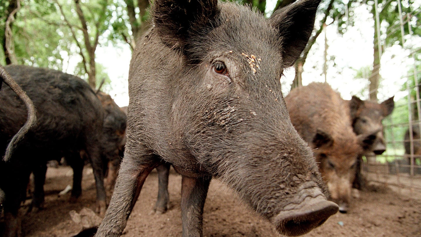 The Choctaw Nation in Oklahoma Is Using Drones to Trap Feral Pigs