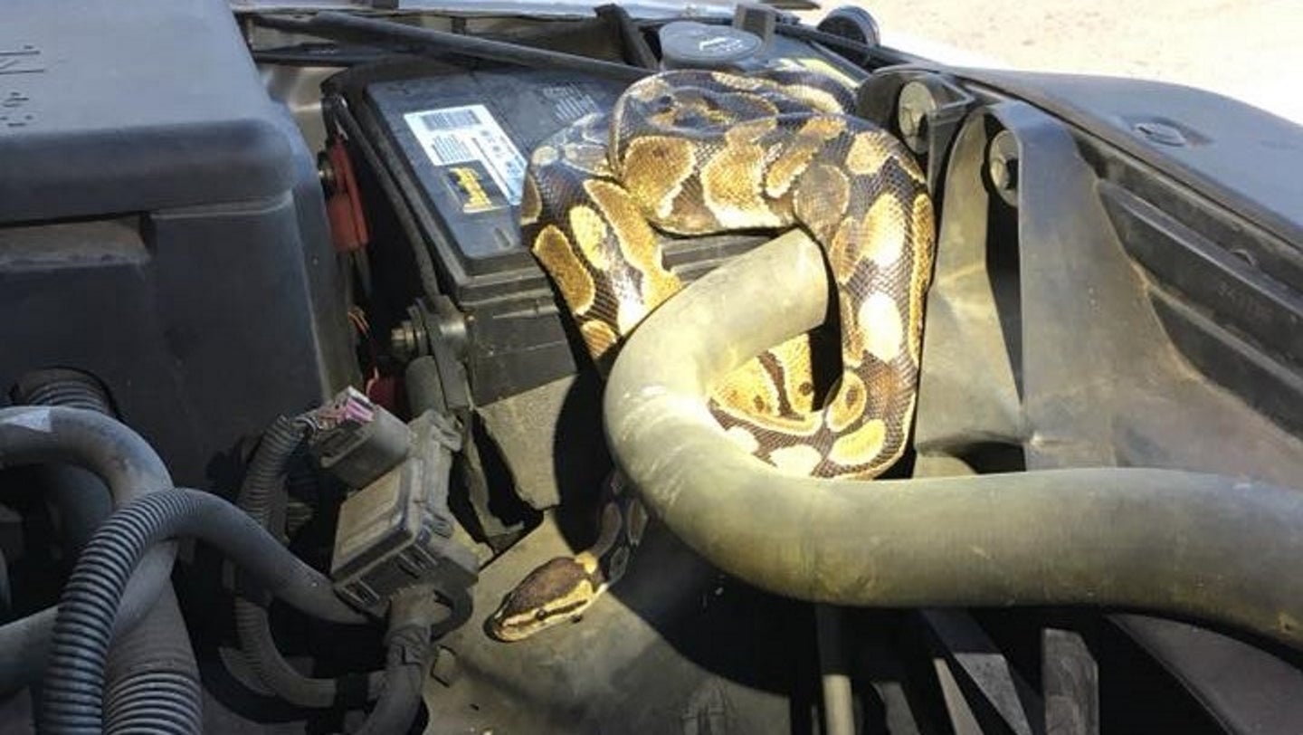 Wisconsin Woman Finds a Ball Python in Her SUV’s Engine Bay