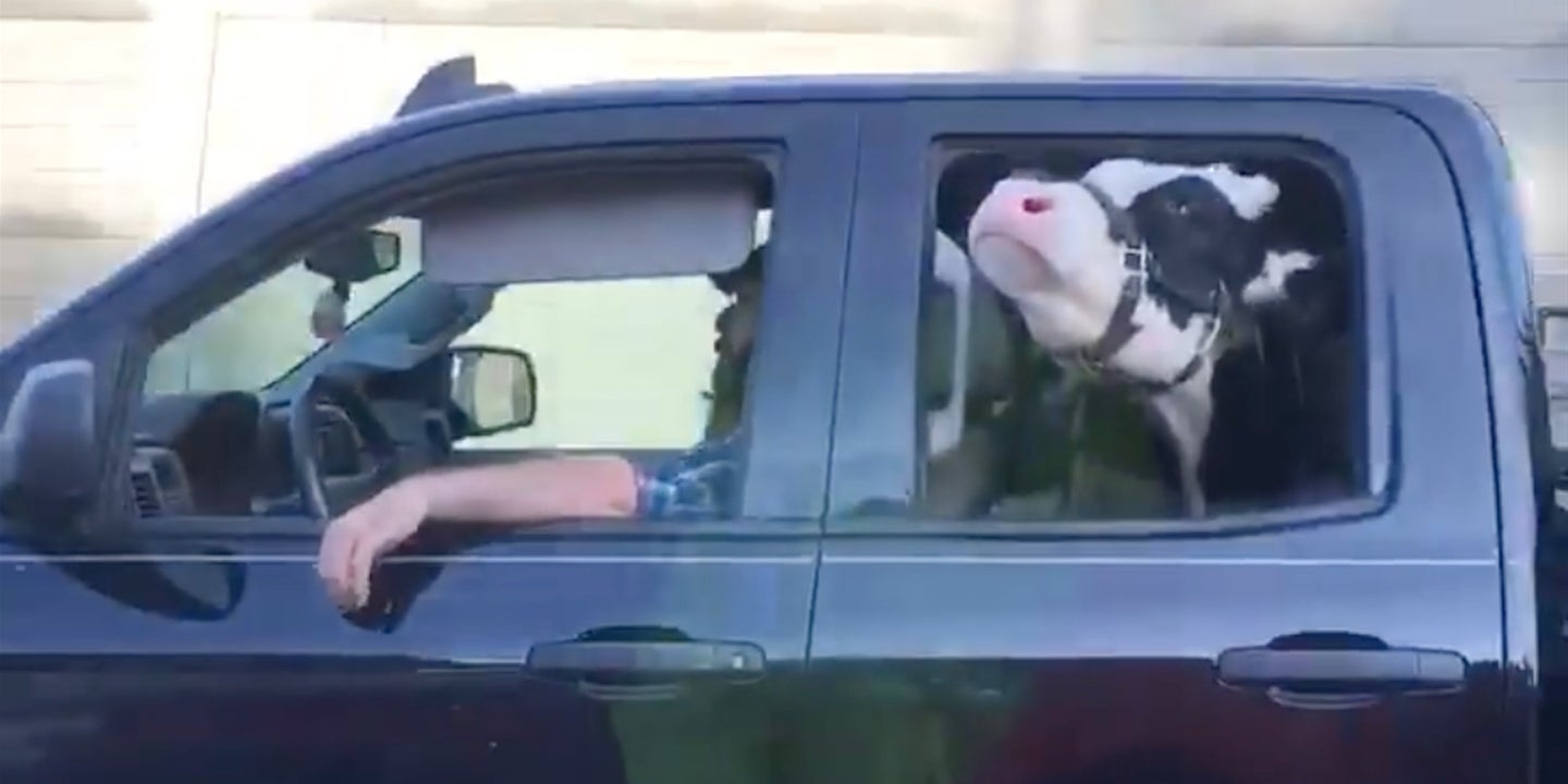 Annie the 800-Pound Cow Travels Through Town in a Chevrolet Silverado