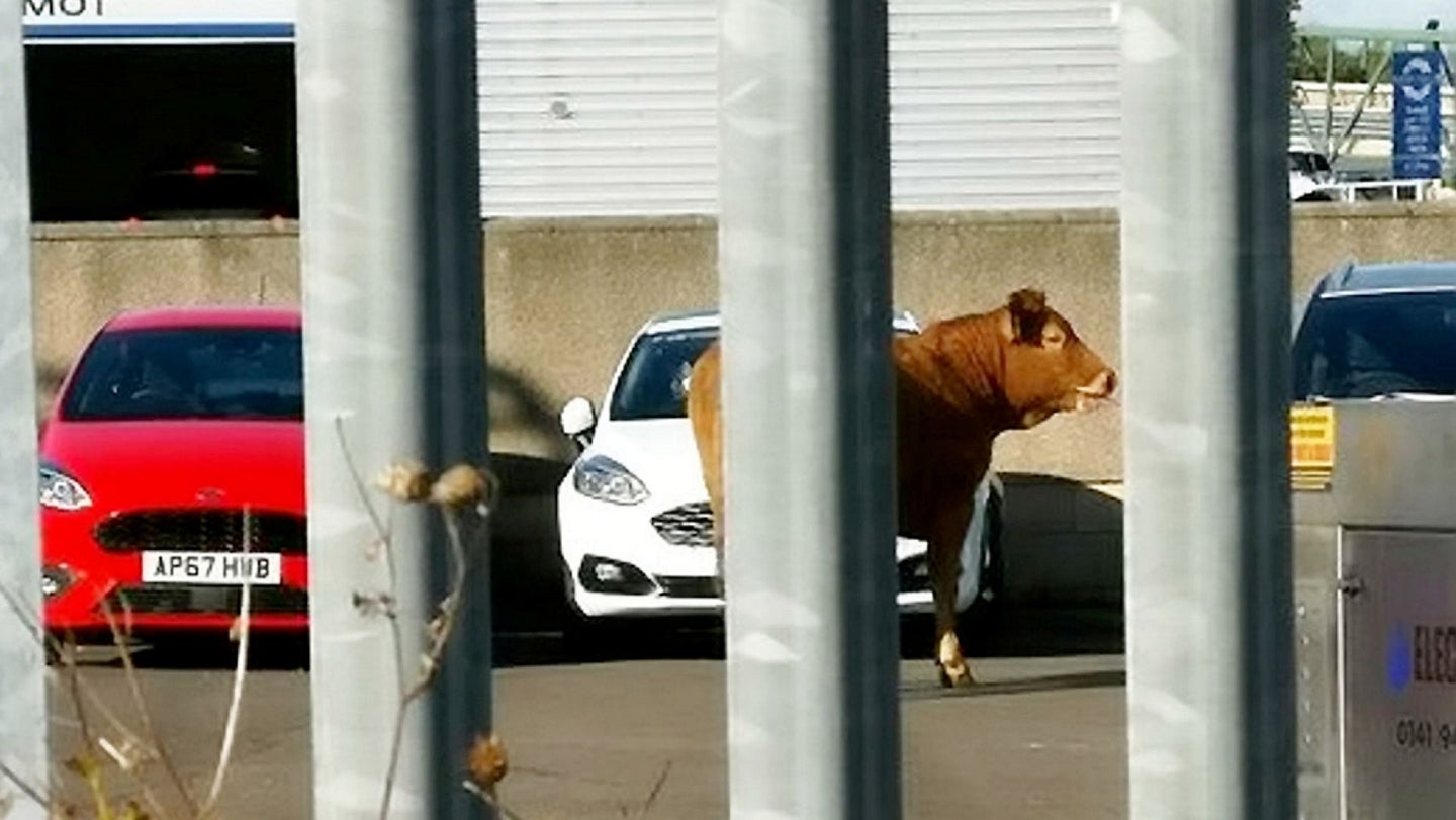 Lost Cow Wanders Into Mazda Dealership, Causes $2,000 in Property Damage