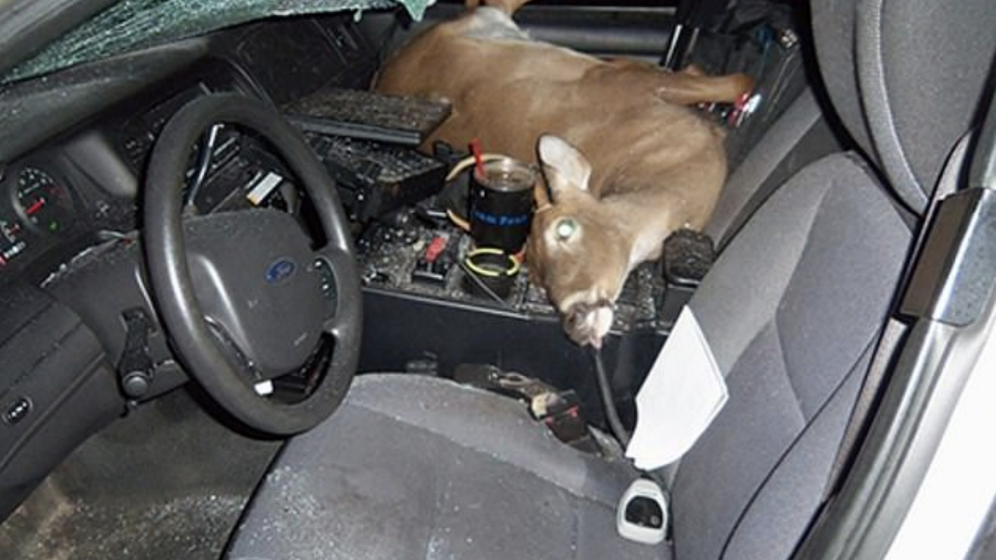 Flying Deer Ricochets Into Police Car, Lands in Passenger Seat
