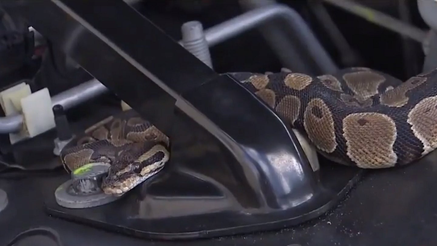 Florida Man Surprised to Find Boa Constrictor Hiding Under Hood of SUV