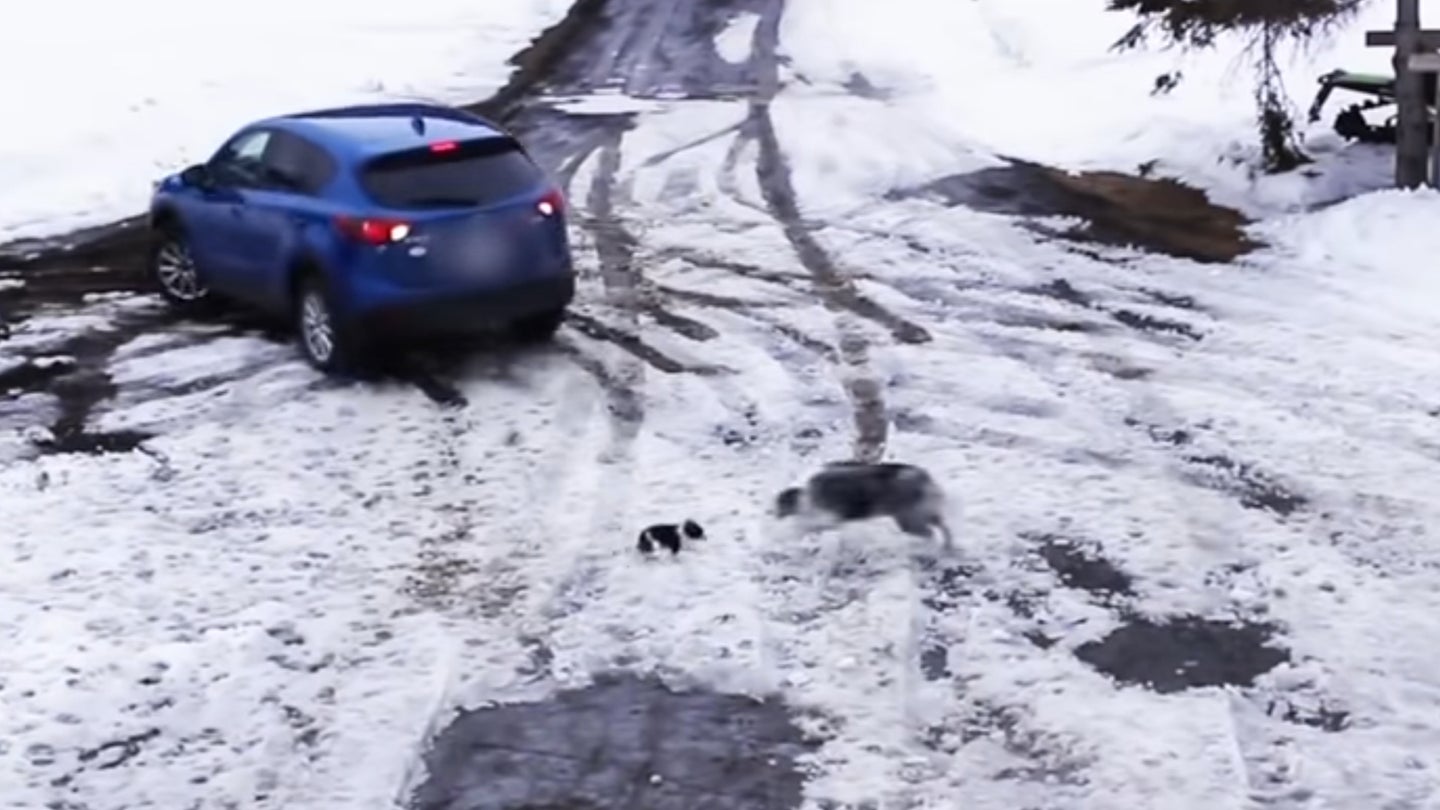 Watch a Heroic Dog Save a Pup From Getting Crushed by a Mazda CX-5