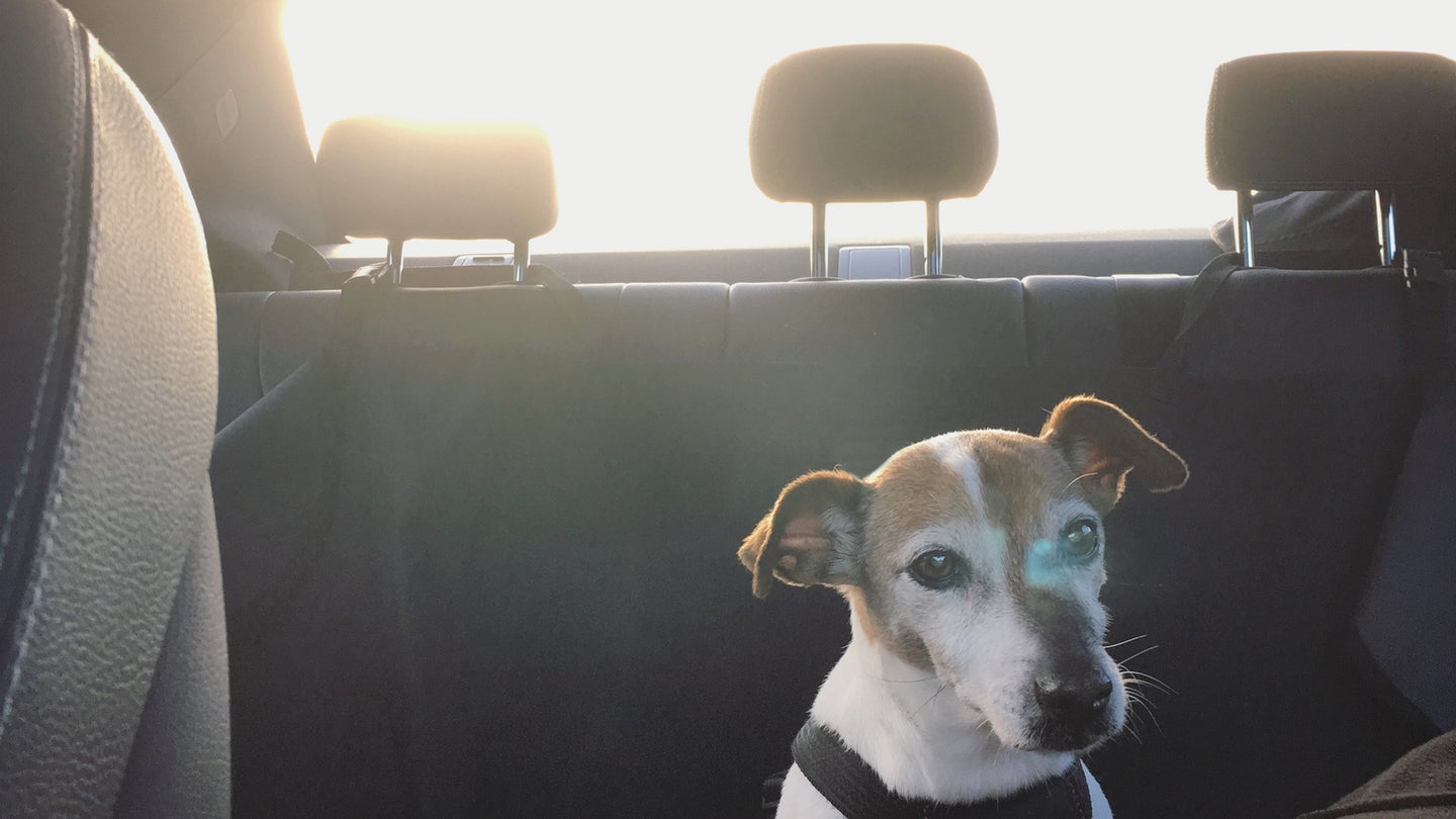 Best Dog Seat Belts: The Safest Dog Restraints for Cars