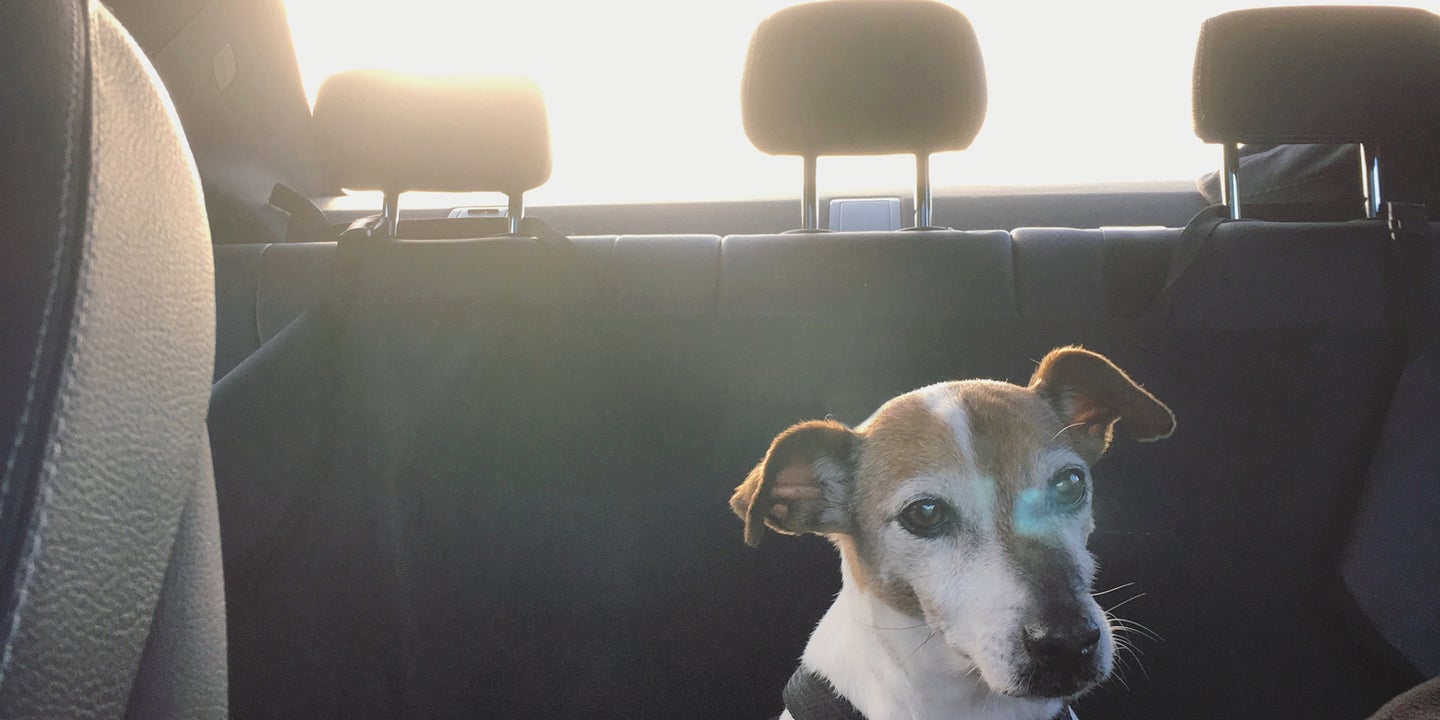 Best Dog Seat Belts: The Safest Dog Restraints for Cars