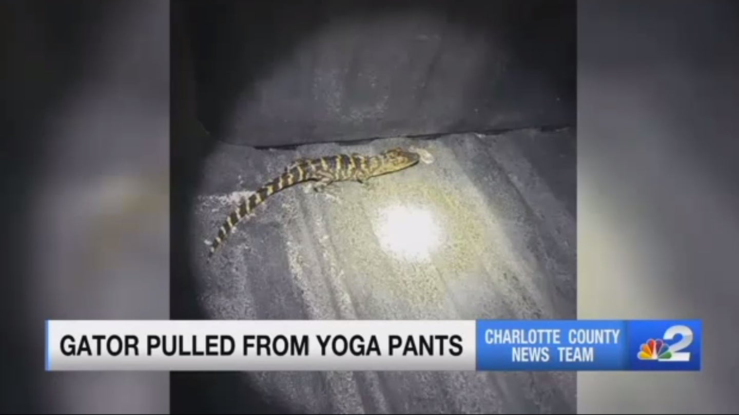 Florida Woman Pulls Live Alligator Out of Her Yoga Pants During a Traffic Stop
