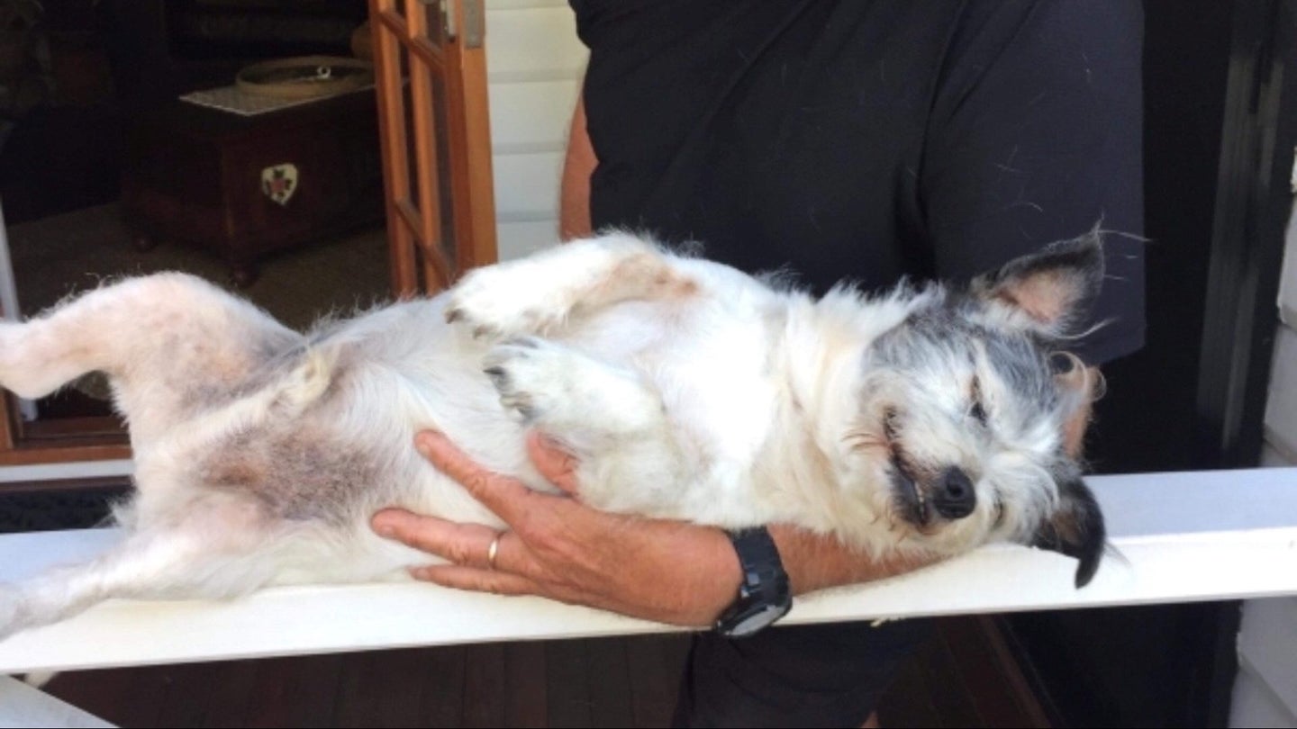Horrible Australian Human Arrested After Stabbing Dog Twice While Stealing Car
