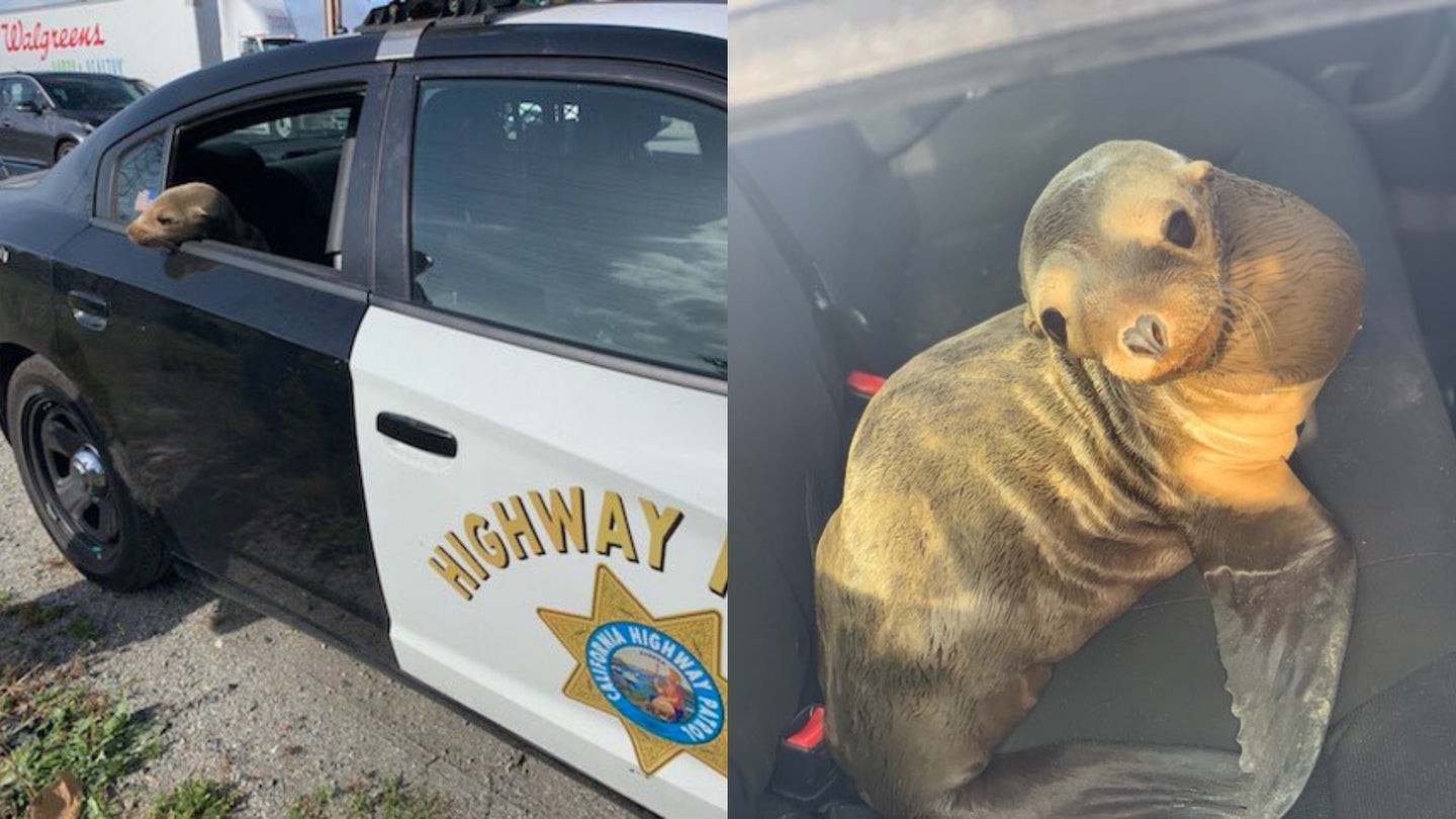 Baby Sea Lion Takes Ride in Dodge Charger Cop Car After Causing Ruckus in San Francisco