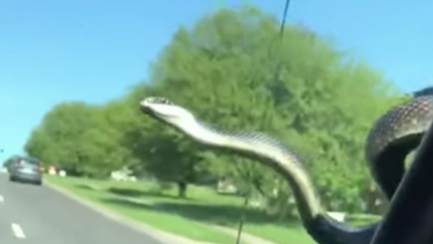 Watch Fearless Snake Slither Across Ford F-150&#8217;s Windshield While Driving Through Town
