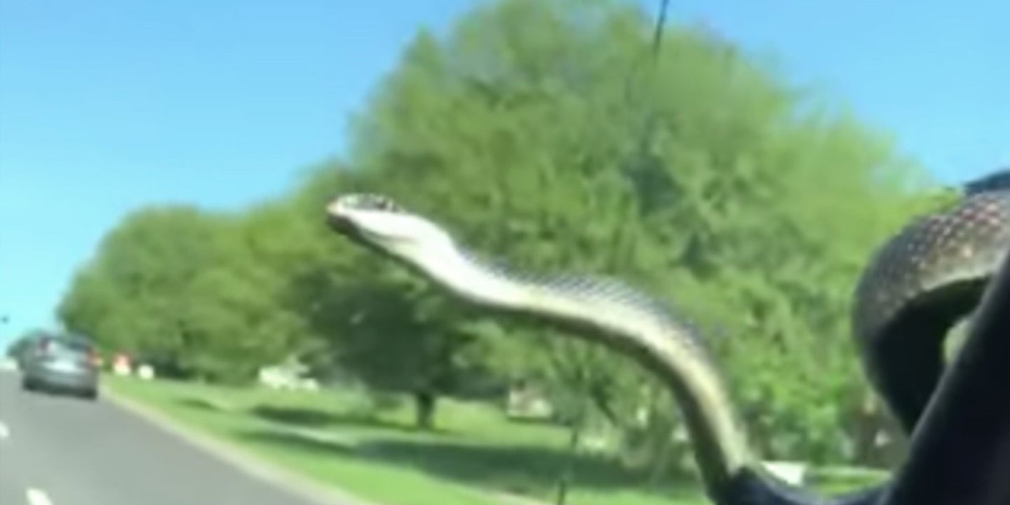 Watch Fearless Snake Slither Across Ford F-150&#8217;s Windshield While Driving Through Town