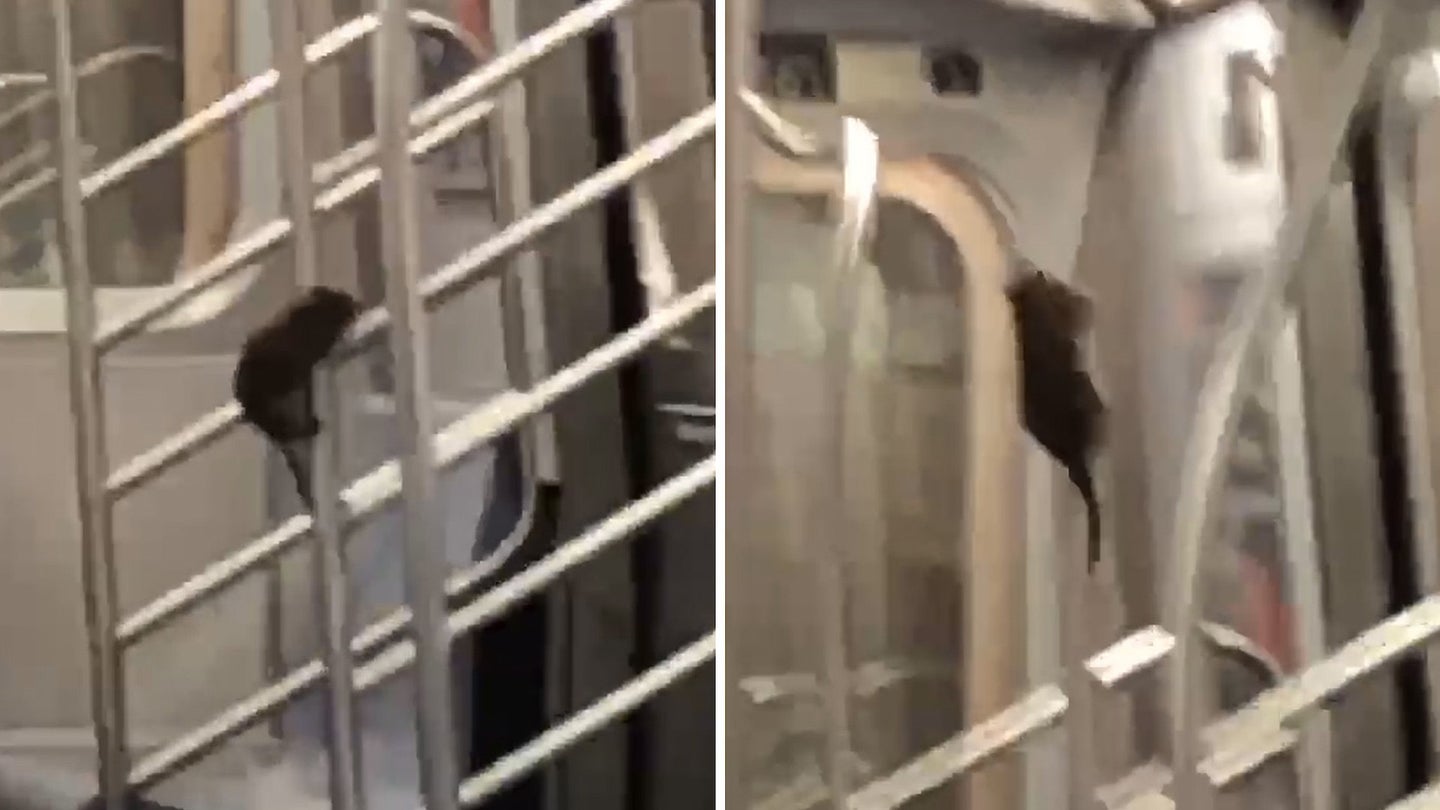 Video of Hilarious Pole-Dancing Rat Amuses, Disgusts NYC Subway Commuters