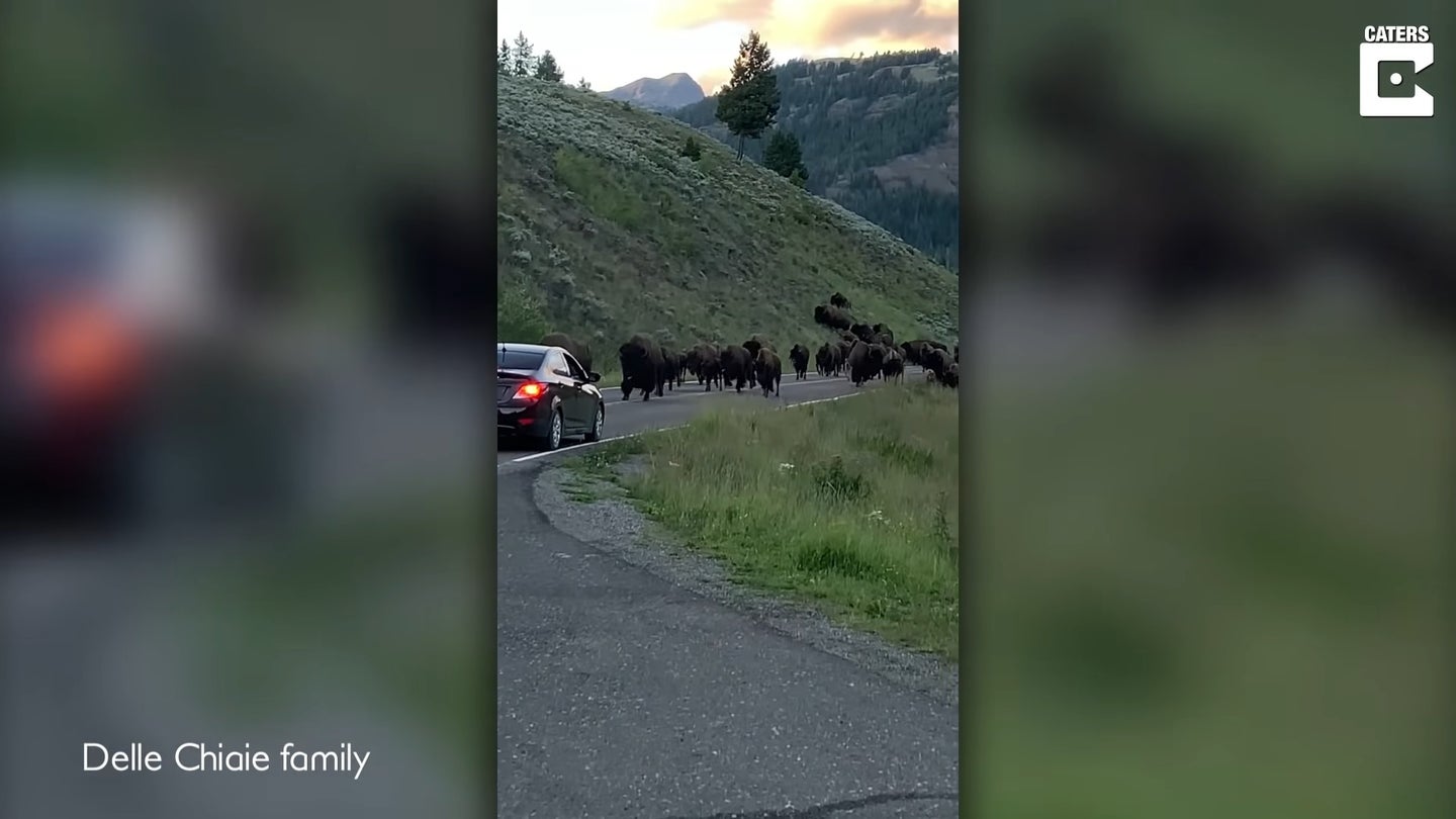 Watch Stampeding Bison Ram a Rental Car at Yellowstone National Park