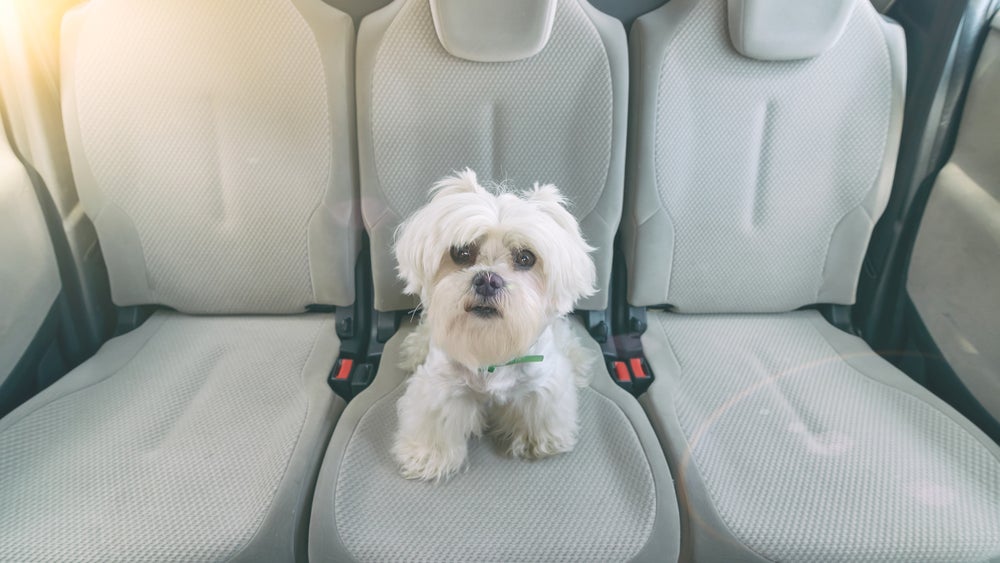 Best Dog Seat Covers: Keep Your Dog Comfortable on Long Rides
