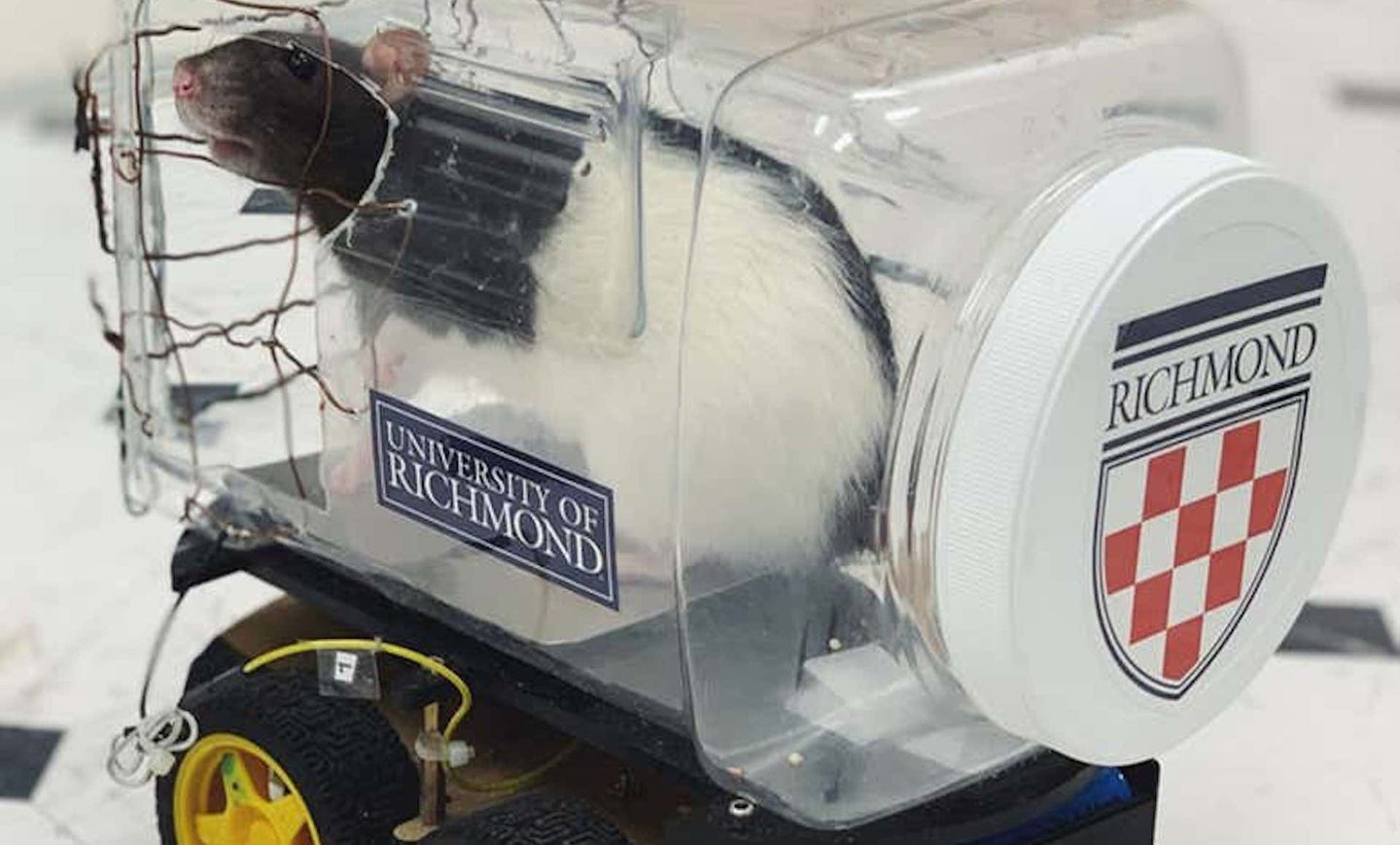 Scientists Train Rats to Drive Tiny Cars in Order to Get Food