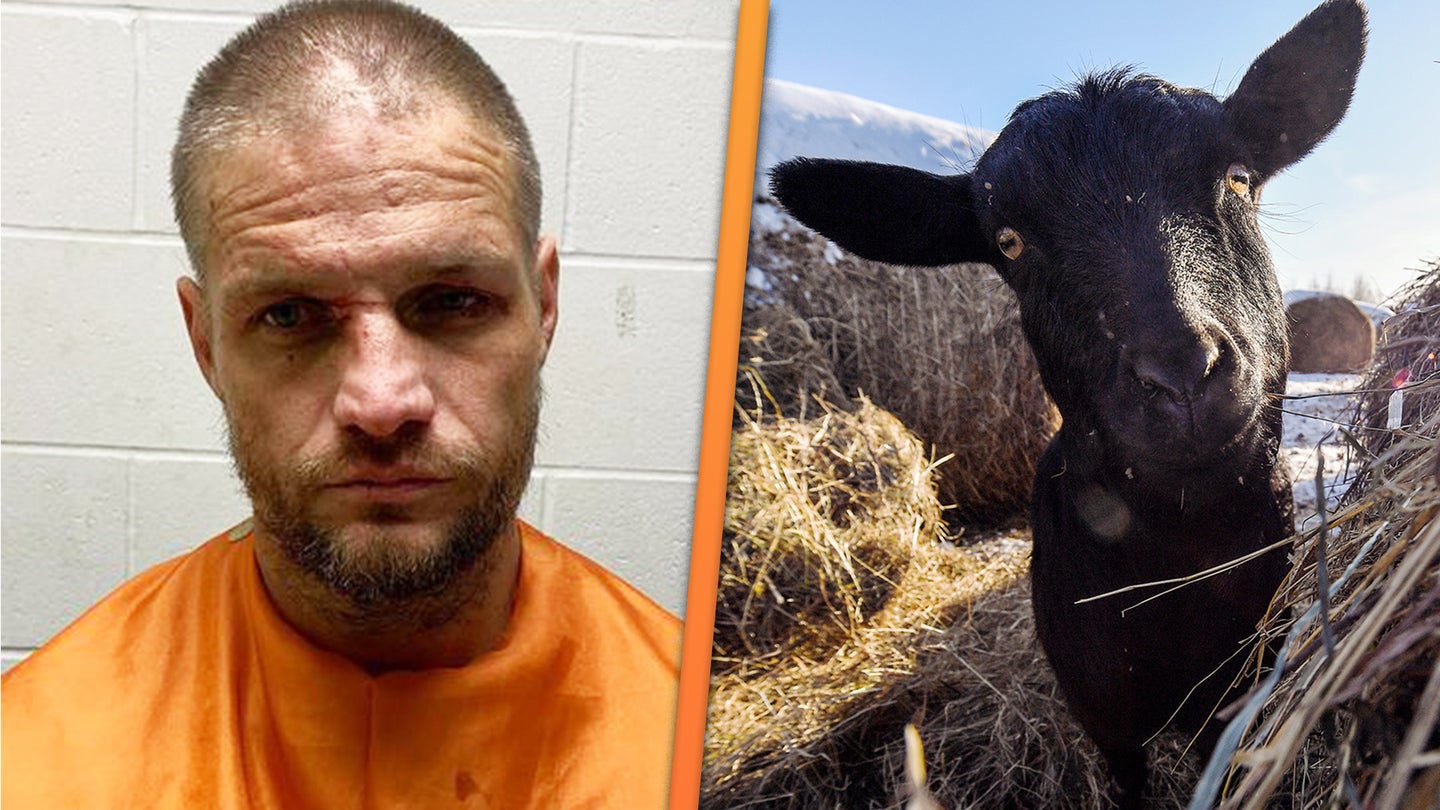 Methed-Up Man Steals Truck, Person, and Goat From Adult Video Store