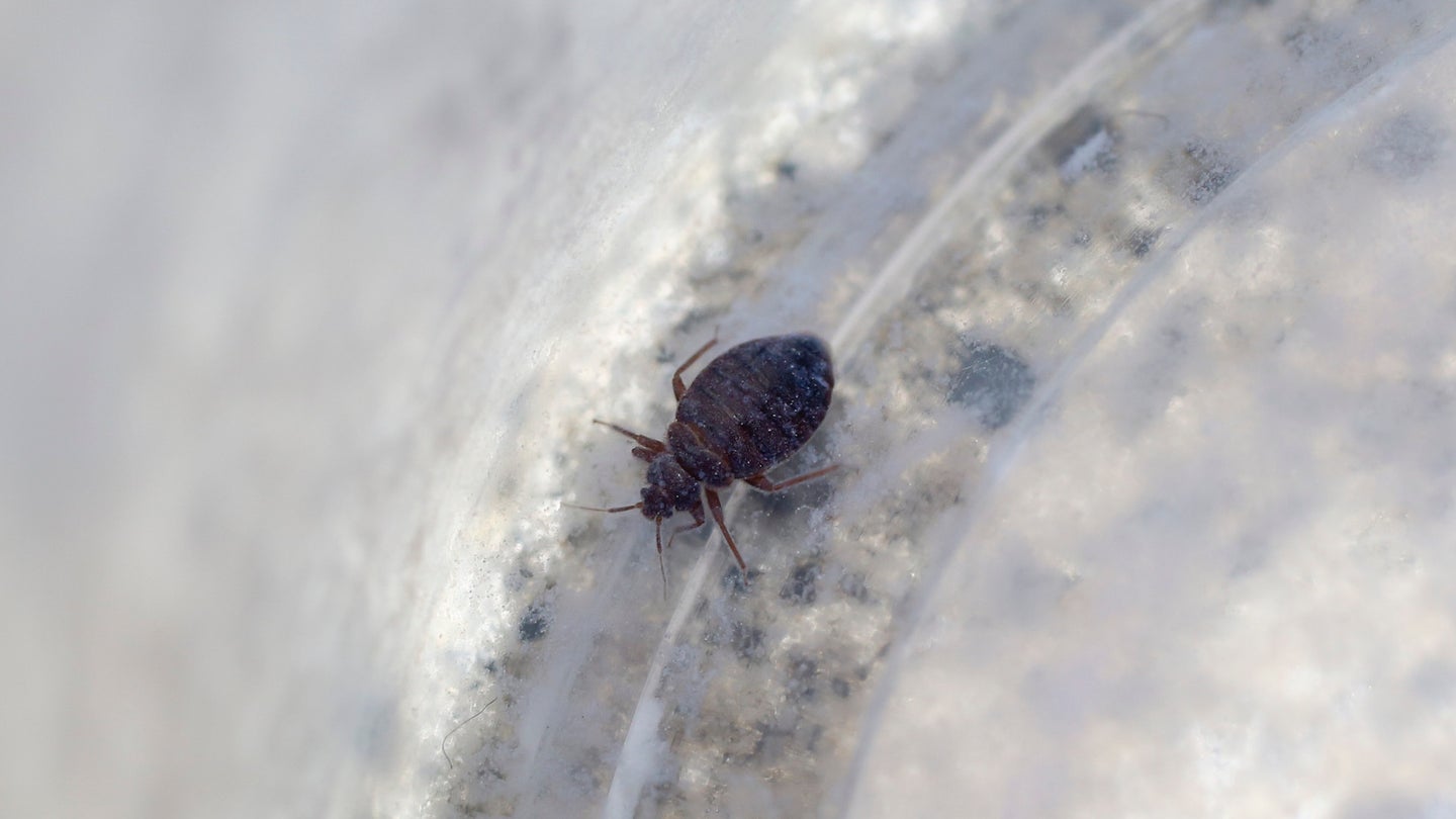 Texas Exterminator Treats ‘5 to 10’ Rideshare Vehicles for Bed Bugs Each Week