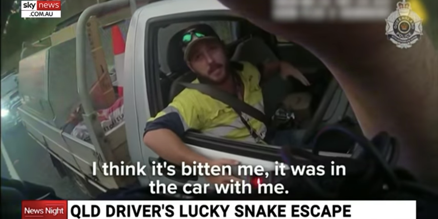 Australian Man Uses Seat Belt and Knife to Kill Deadly Snake While Speeding Down the Highway