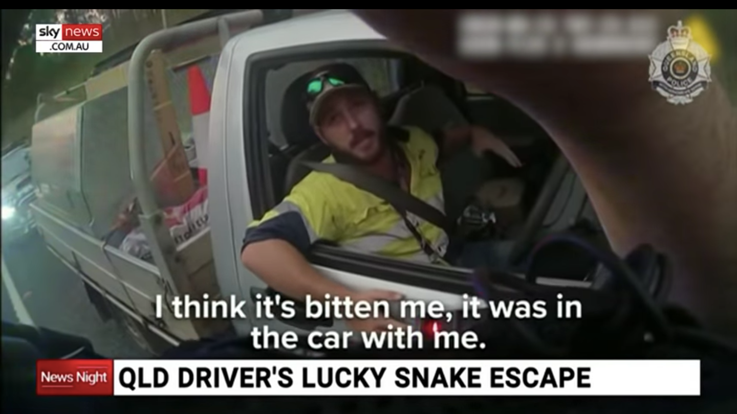 Australian Man Uses Seat Belt and Knife to Kill Deadly Snake While Speeding Down the Highway