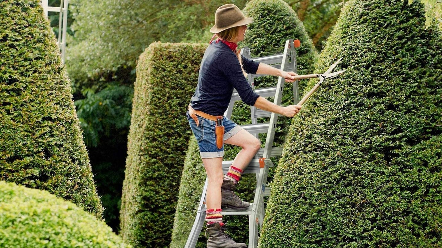 Woman On A Extension Ladder In Garden