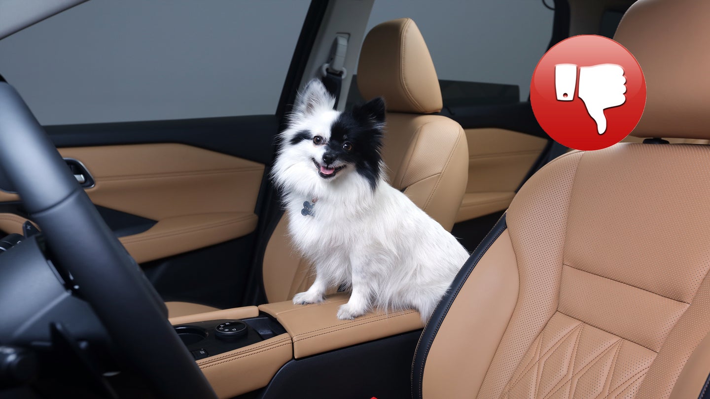 Your Dog Needs To Buckle Up. Here’s Why