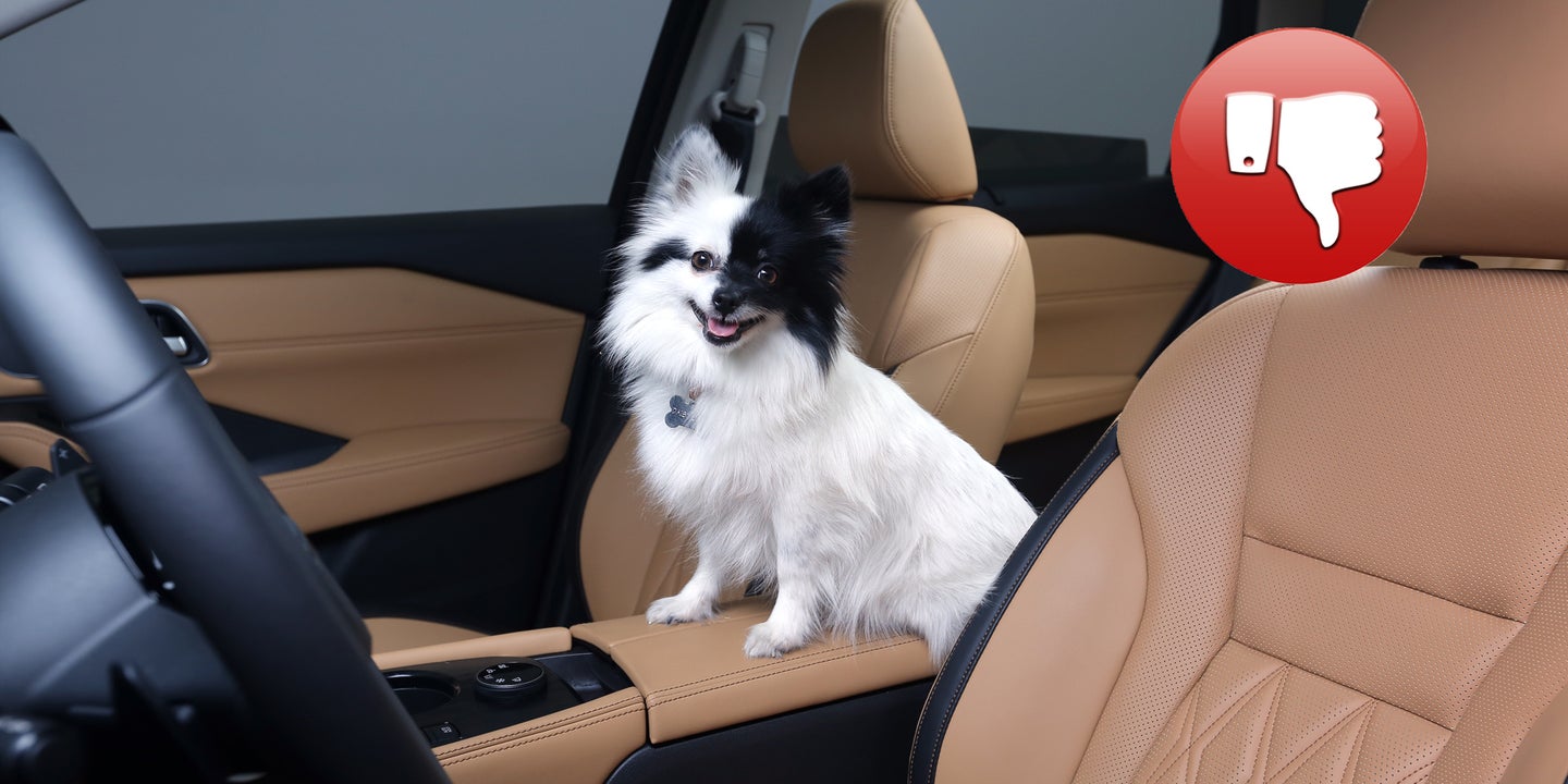 Your Dog Needs To Buckle Up. Here&#8217;s Why