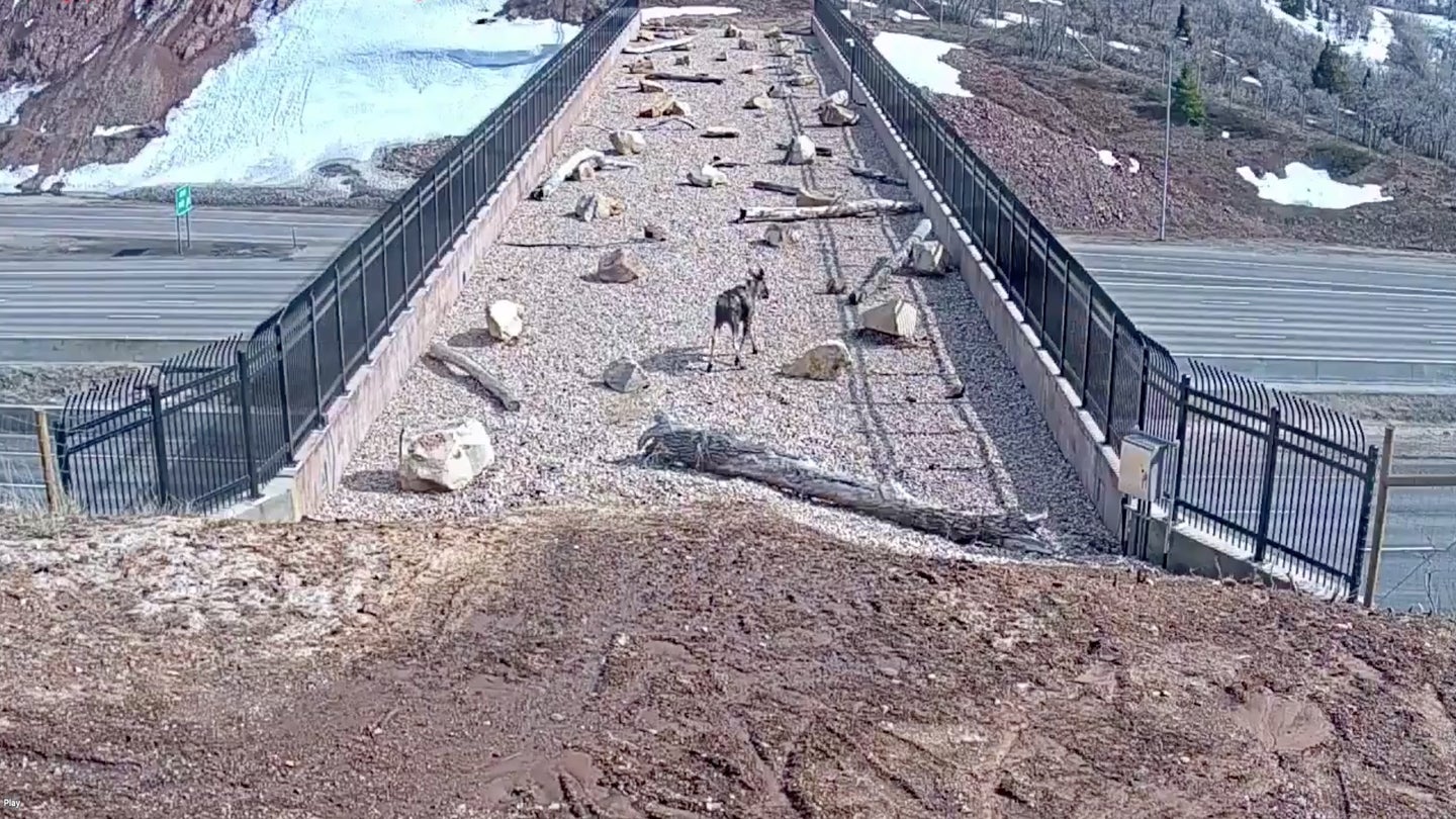 Cameras Show Utah&#8217;s I-80 Wildlife Overpass Is Working. Now Let&#8217;s Build More of Them