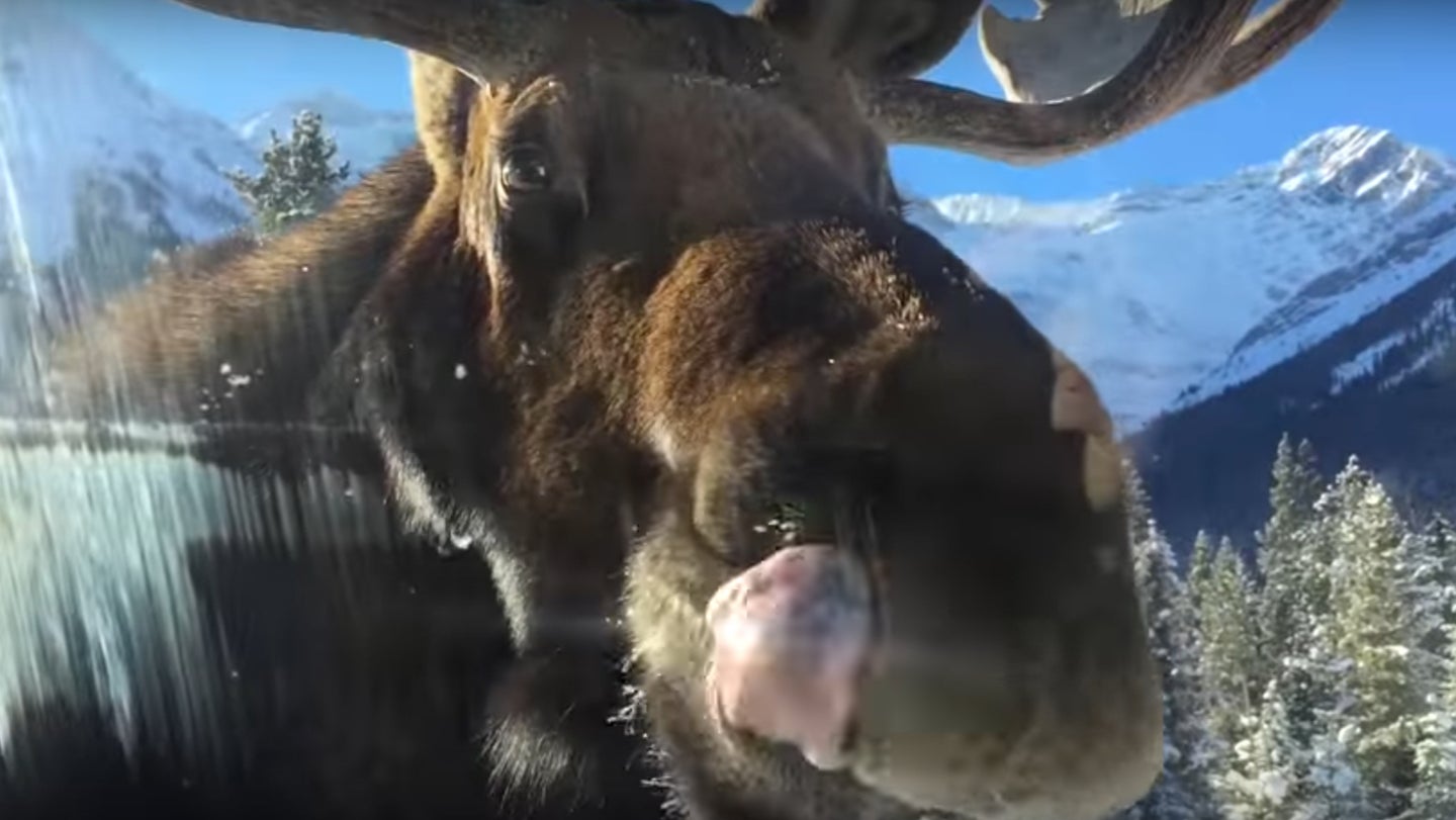 Now Canada Has Road Signs Telling People Not to Let Moose Lick Their Cars