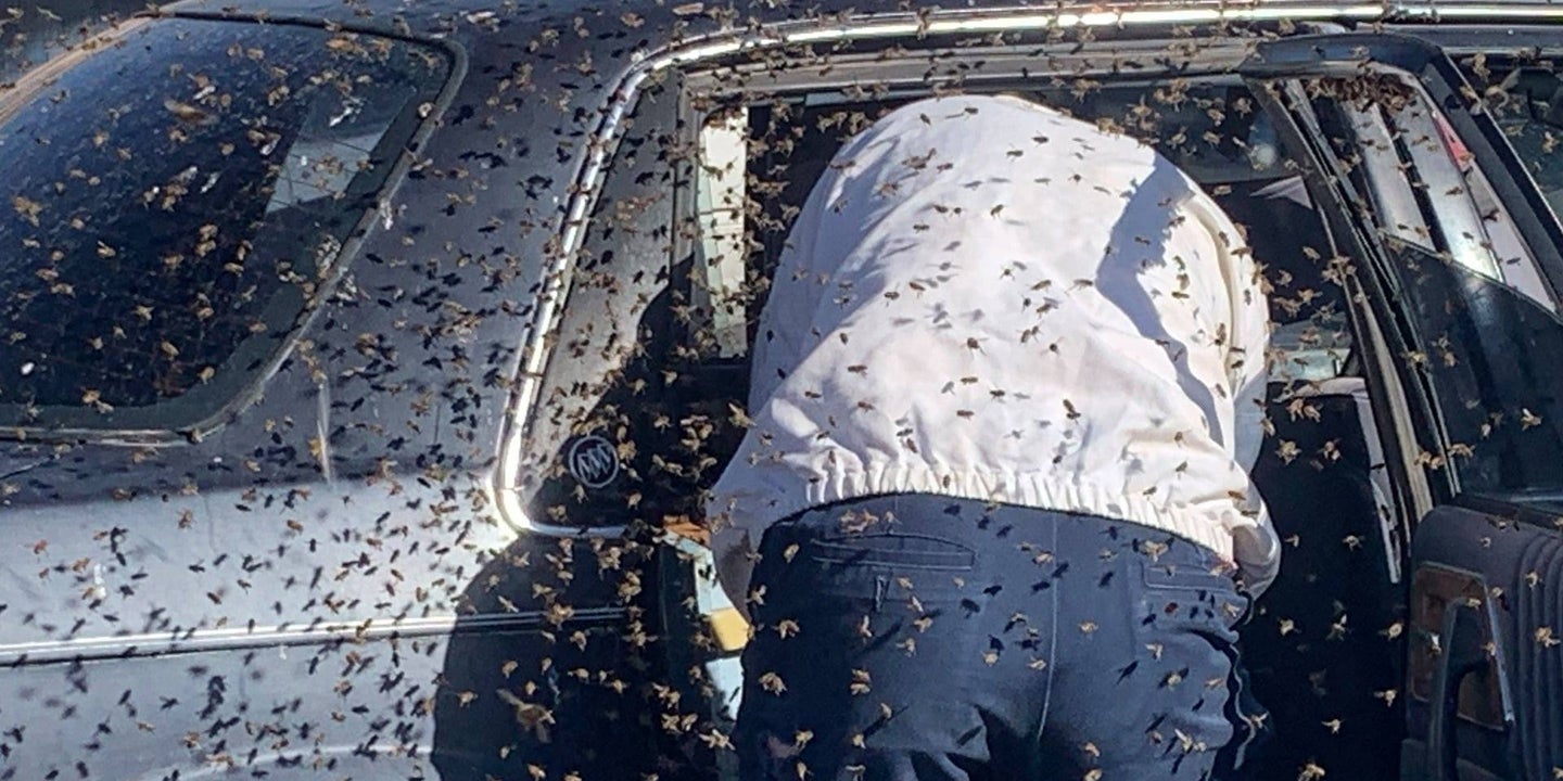 15,000 Bees Thought a Random Buick at a Grocery Store Was a Good Place to Call Home