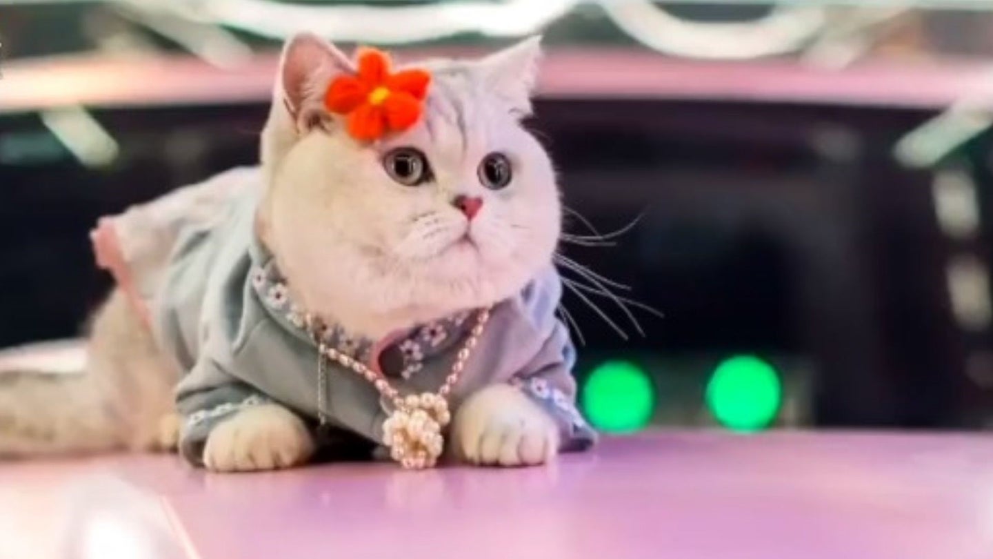 This Cat Model Made Cars Its Catwalk, Literally