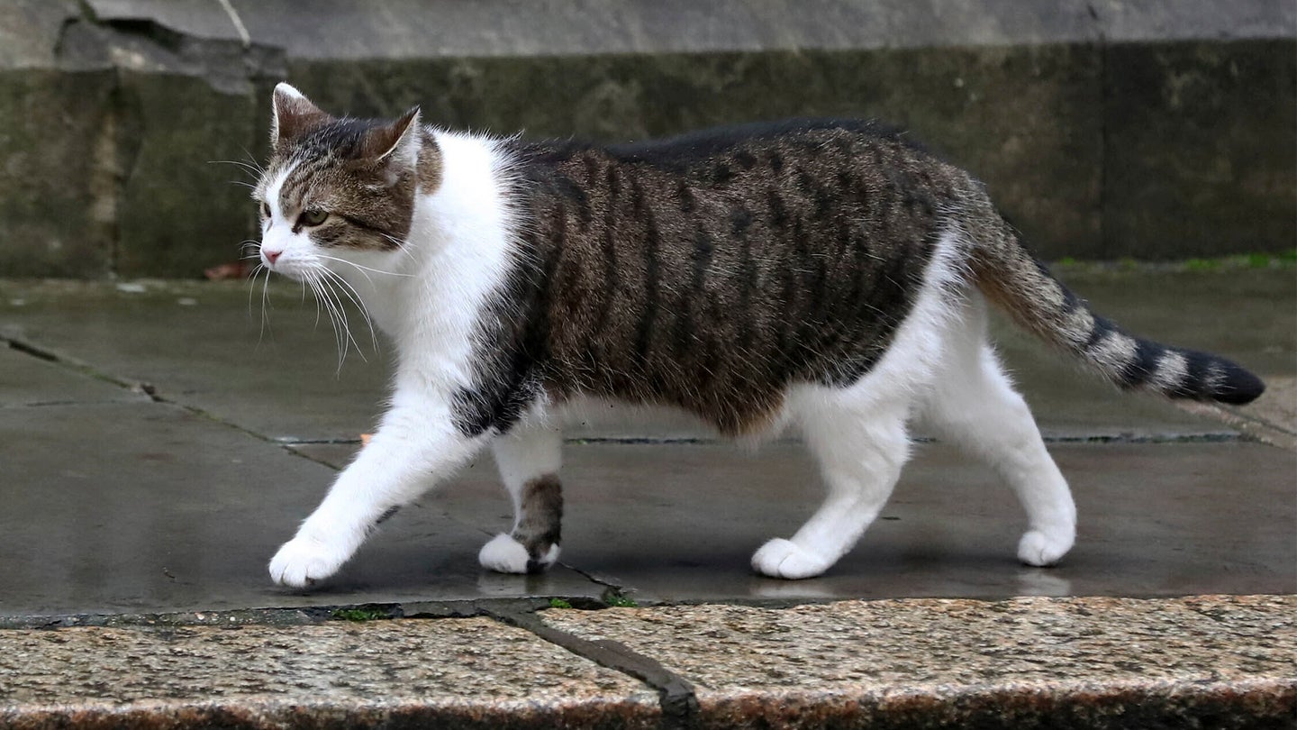 The Stinky Chemical in Cat Pee Could Fuel the Hydrogen Future