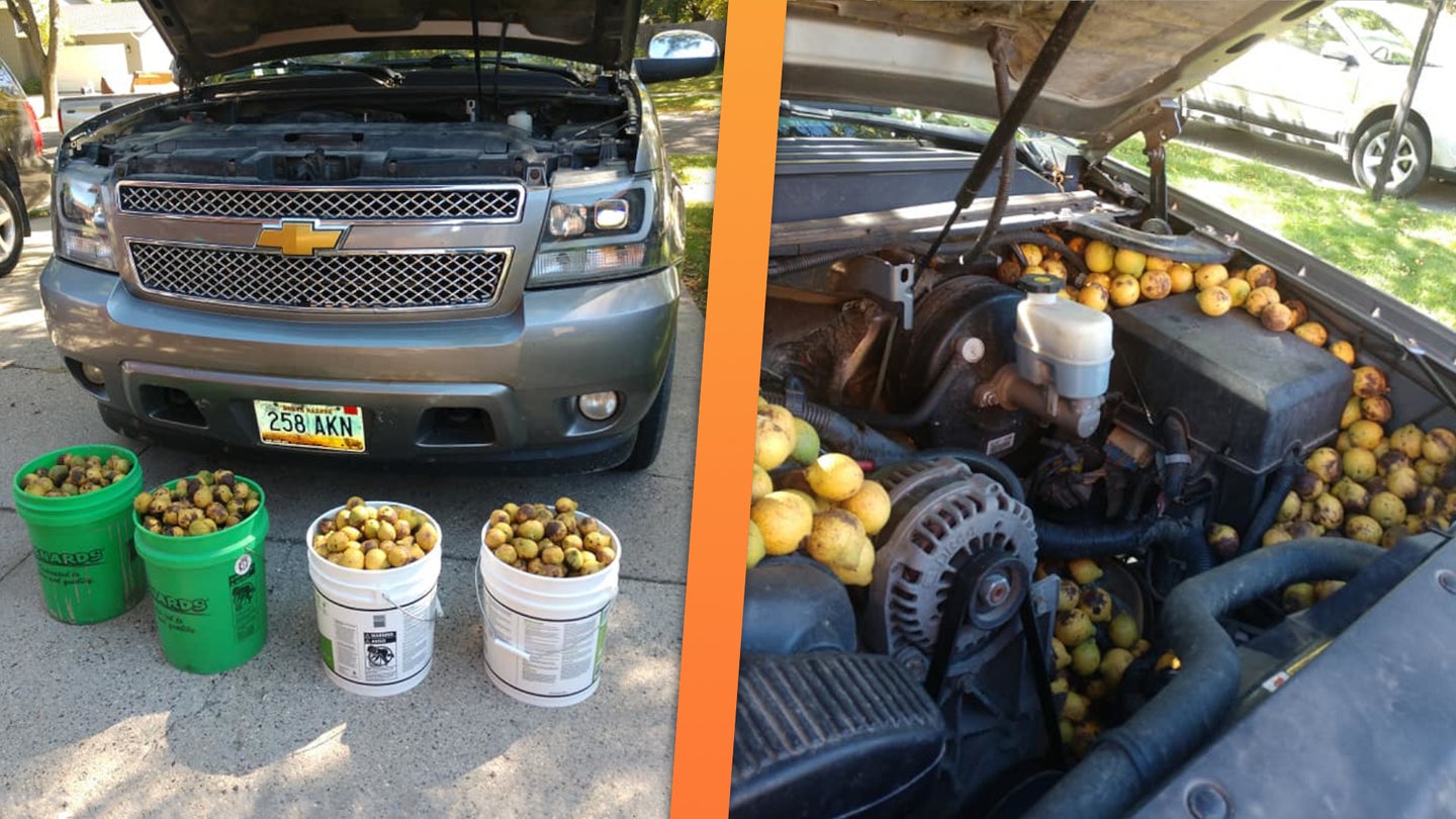 Squirrel Hides Over 150 Pounds of Nuts in Chevy Truck in Four Days