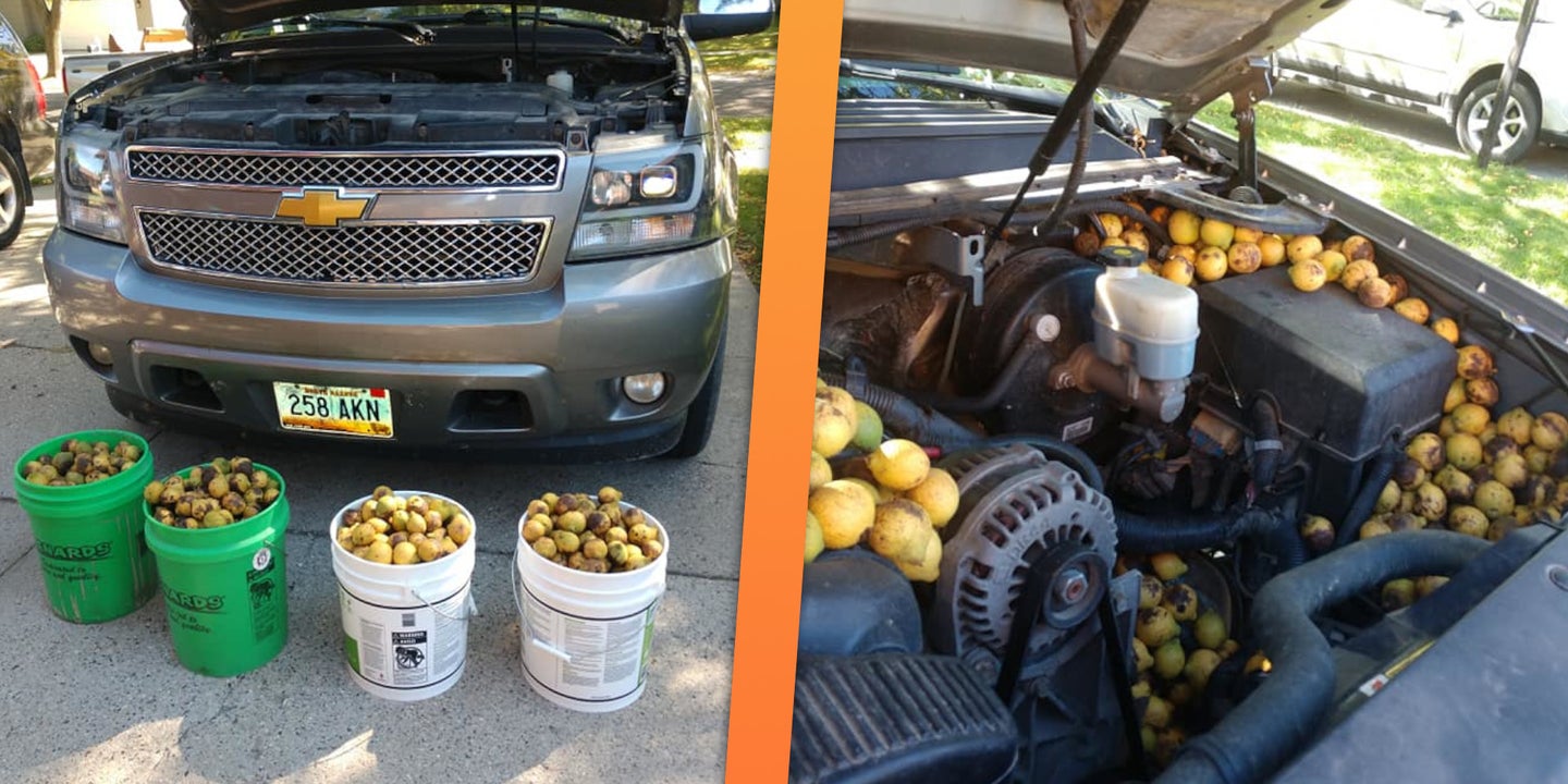 Squirrel Hides Over 150 Pounds of Nuts in Chevy Truck in Four Days